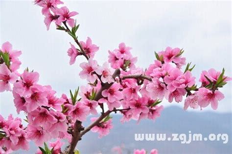 陰桃花做夢|陰桃花是什麼意思，陰桃花真的存在嗎